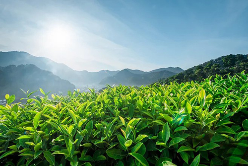 茶葉知多少