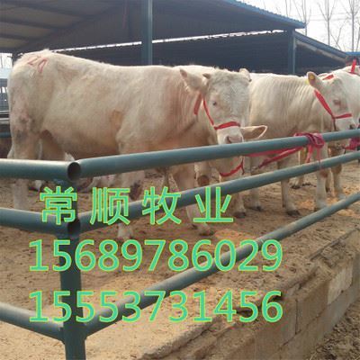 嘉祥縣嘉祥鎮(zhèn)家才經(jīng)銷點(diǎn) 優(yōu)質(zhì)牛種與特種養(yǎng)殖動(dòng)物供應(yīng)專家