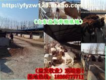 2-5月齡肉牛供應(yīng)信息 嘉祥縣航宇牛羊驢養(yǎng)殖場(chǎng)專業(yè)畜牧服務(wù)