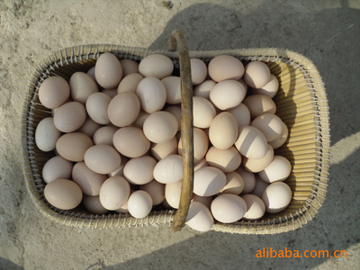 優(yōu)質(zhì)散養(yǎng)雞蛋 天然健康的營(yíng)養(yǎng)選擇