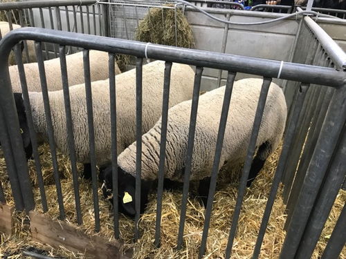 巴黎2018國(guó)際農(nóng)業(yè)博覽會(huì) 家禽家畜齊聚一堂，吃喝玩樂(lè)樂(lè)無(wú)窮