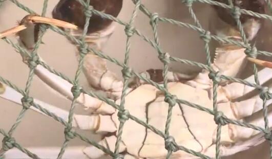 江蘇年貨市場(chǎng) 河鮮與家禽家畜銷(xiāo)售火爆