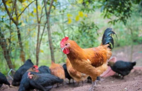 伴侶動物與食用動物的界限 論禁食犬只的合理性與挑戰