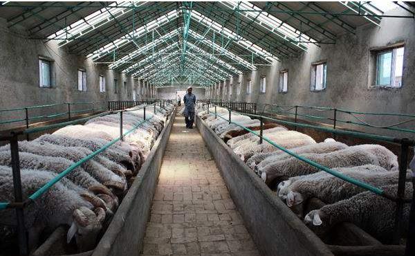 羊群如云 養(yǎng)羊場(chǎng)攝影中的家禽家畜美學(xué)