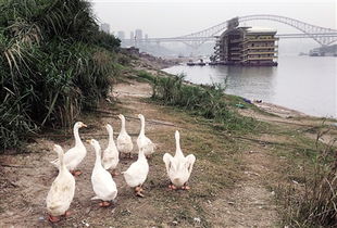 標(biāo)語(yǔ)與雞鳴 當(dāng)規(guī)則遭遇生活